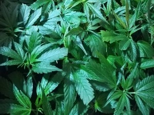 10.000 стабљика марихуане откривено на Хоргошу