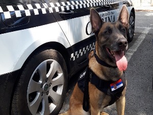 Ко помаже цариницима у борби против кријумчара?