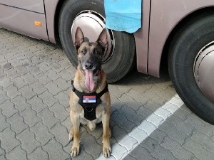 Нерон открио специјални „бункер“ пун цигарета иза тоалета у аутобусу