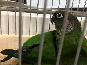 Аутомобил пун кријумчарених птица