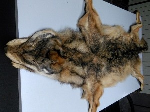 Крзно заштићеног вука међу пртљагом