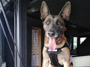 Царински пас открио аутобус пун кријумчарених цигарета