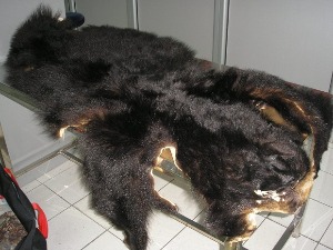 Франкфуртске вести: Медвед из кофера