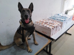 Царинског пса њух непогрешиво одвео до кријумчарених цигарета