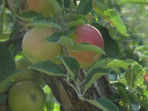 Уместо пријављених боја, скоро тона пестицида
