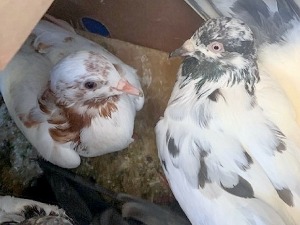 Уместо паприкама кутије напуњене живим голубовима