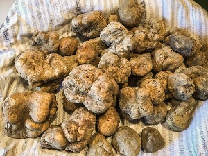 Заплењени заштићени бели тартуфи