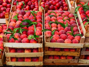 Прали новац лажно приказујући порекло брескви и некатрина