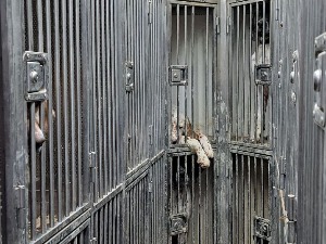 Спречено кријумчарење 19 расних паса