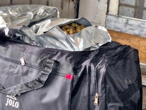 На Градини и Прешеву заплењено преко 285 килограма марихуане