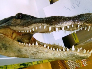 Шта се крије у пошиљкама: Од кокаина до оружја, тарантуле и главе алигатора