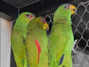 У Србији најчешћи шверц сисара, птица и гмизаваца