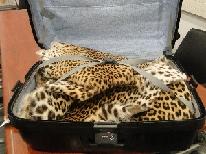 Новости: Обрћу милионе на егзотичним животињама!