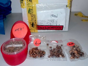 Споре печурака у поштанским пошиљкама