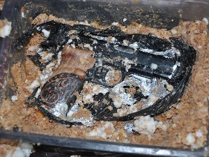 Дневник: Шверц гасног и ваздушног оружја десет пута већи него лане