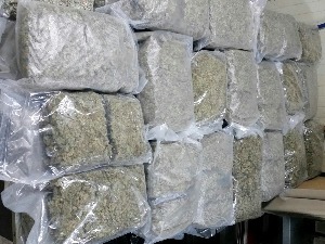 Заплењено око 40 килограма марихуане