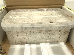 Засад печурака стигао поштом