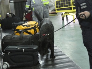 Дневник: Дресирани пси дрогу брзо нањуше