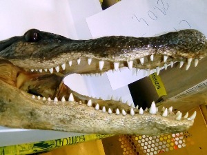 Глава и шапа заштићеног алигатора у пошиљци