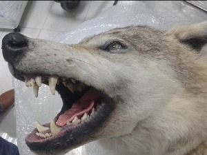 Илегална трговина прети дивљим врстама