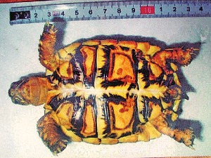 Краду шумске корњаче па их шверцују у Кину