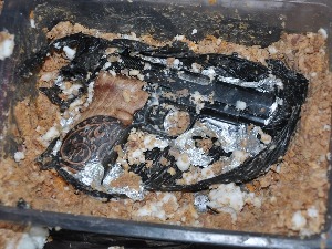 Пиштољ међу чварцима на Келебији и арсенал муниције на Хоргошу