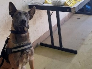 Неро нањушио дрогу у резервоару