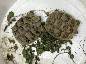 Спречено кријумчарење заштићених корњача и преко 300 птица