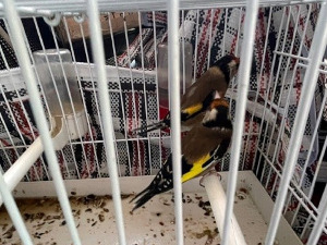 Спречено кријумчарење заштићених чешљугара