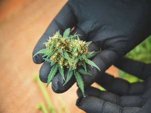 Eпрувете са семенкама сканка уместо батерија у играчки